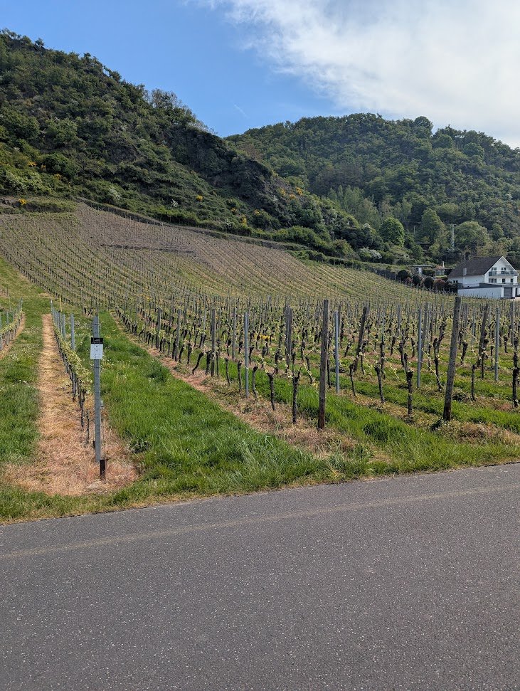Vineyards on the way to Koblenz